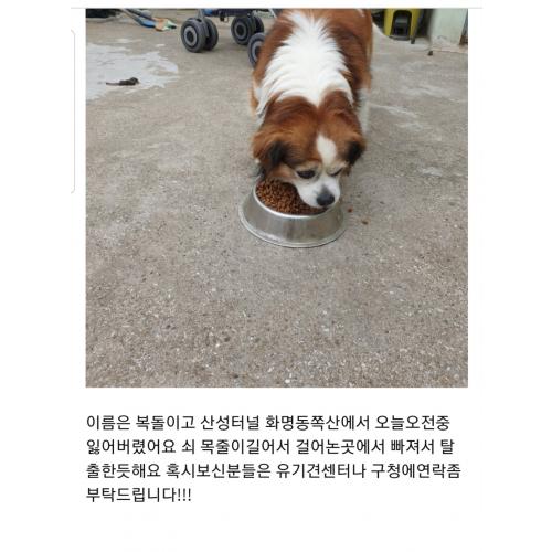 저희복돌이를 찾아주세요