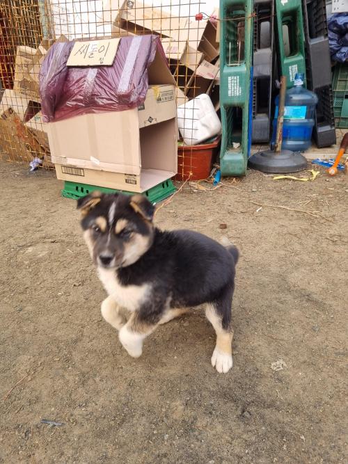 유기견 보호중...