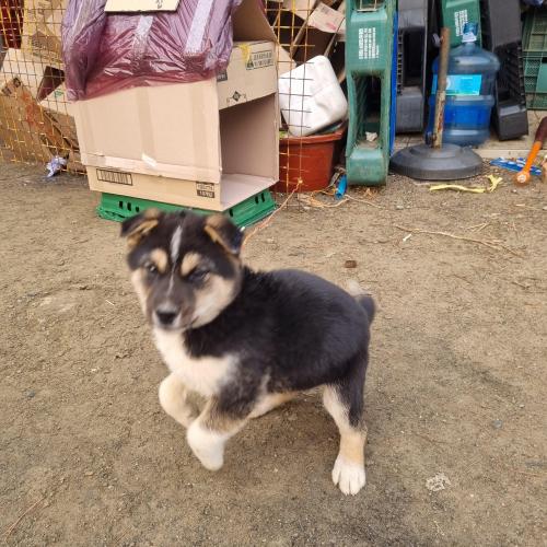 유기견 보호중...