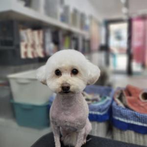 크림색 푸들 여아 찾습니다