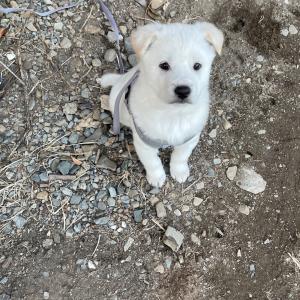 풍산+진도 믹스견 찾습니다