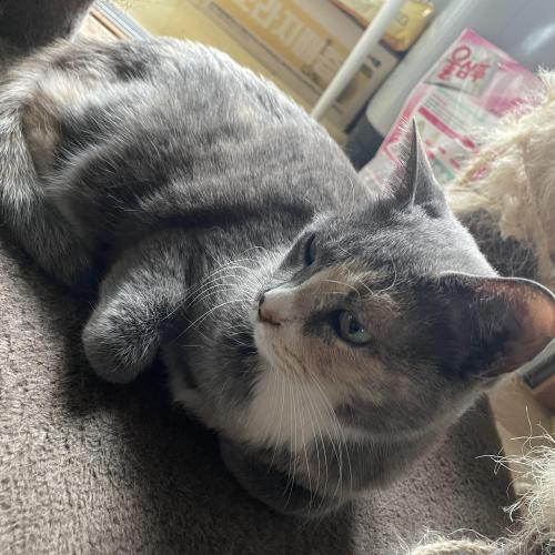 고양이 찾아요. .