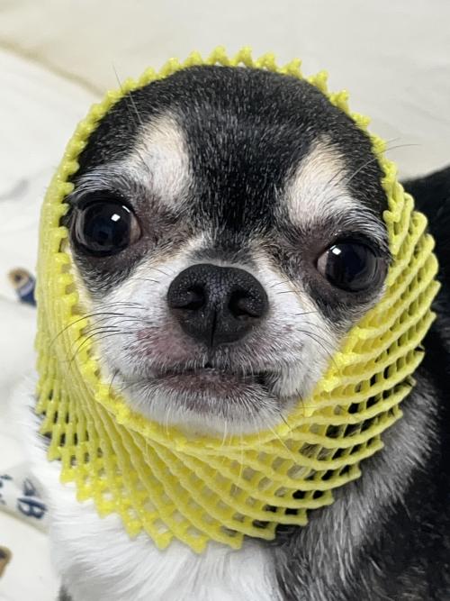 치와와 블랙탄 3.7kg 6살 분양합니다