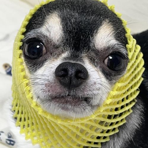 치와와 블랙탄 3.7kg 6살 분양합니다