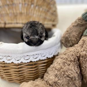 [40만원] 실버탄 토이푸들 왕자님 가족을 찾아요 ❤