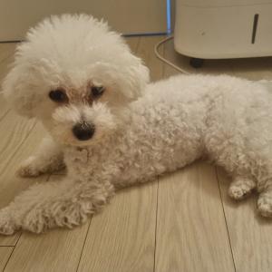 비숑 여아 4살 추정