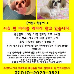 성북구청 근처에서 잃어버린 시츄 여아 찾아요