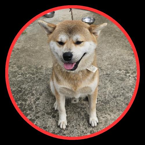 강아지 보호 중입니다.(시바견)