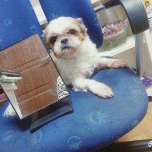 꽃순이좀 찾아주세요 ㅠㅠ