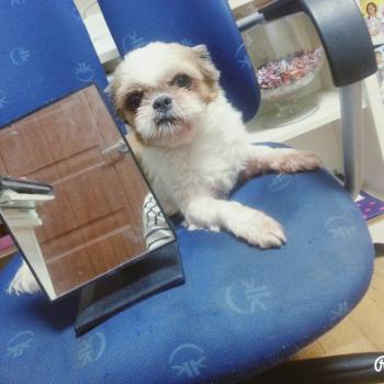 꽃순이좀 찾아주세요 ㅠㅠ