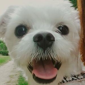 용담동 명암저수지근처 흰색 말티즈(남아) 찾습니다.(사례금 100만원)