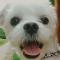 용담동 명암저수지근처 흰색 말티즈(남아) 찾습니다.(사례금 100만원)