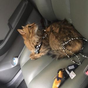 고양이 분양합니다