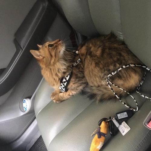 고양이 분양합니다