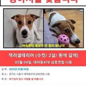 잭러셀테리어를 잃어버렸습니다.