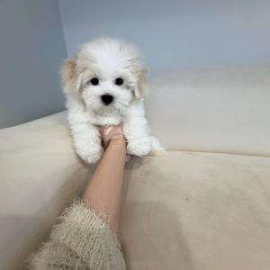 귀염둥이 꼬숑 왕자님 분양합니다!