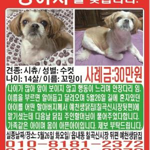 백내장이있어요 15살시츄 남자