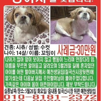 백내장이있어요 15살시츄 남자