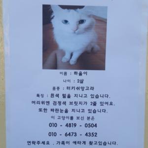 고양이를 찾습니다.