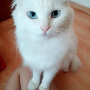 고양이를 찾습니다.