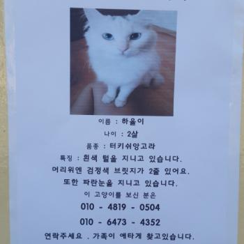고양이를 찾습니다.