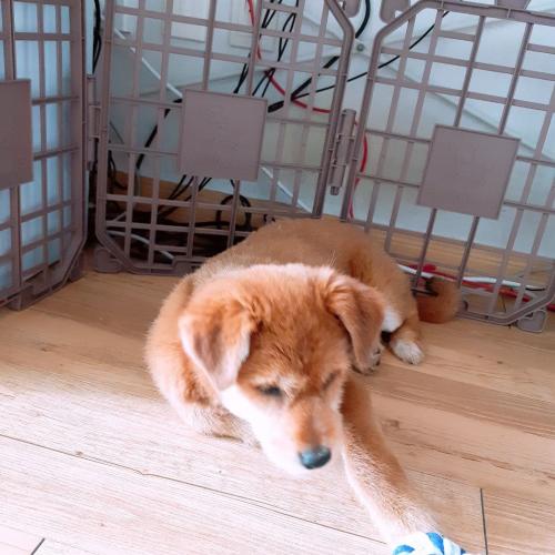 4개월 믹스 여아 분양합니다.