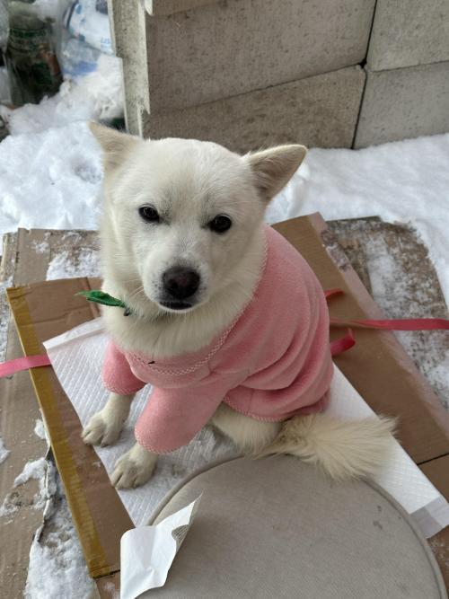 화성 봉담읍 초록 목줄을 하고 있던 하얀 아이 보호중 입니다.