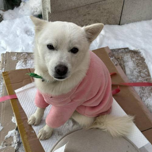 화성 봉담읍 초록 목줄을 하고 있던 하얀 아이 보호중 입니다.