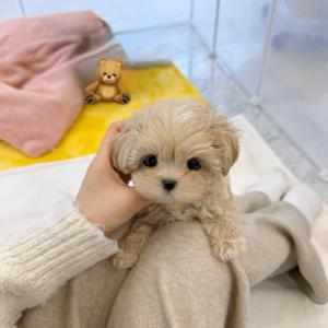 2개월령 말티푸 분양 중입니다