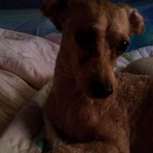 자식같은 강아지 초롱이를 찾아요