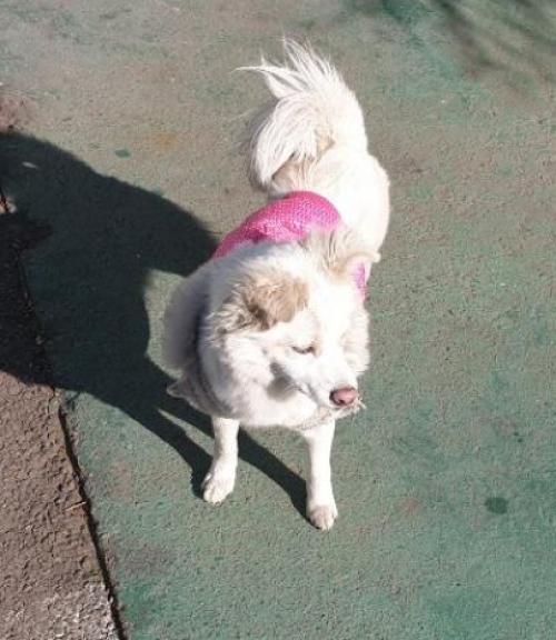 [인천 남동공단] 스피츠 또는 스피츠믹스견 입니다.