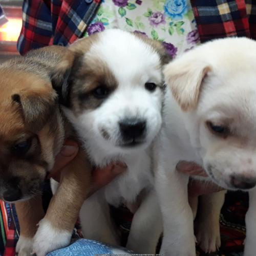 분양 예정 믹스견 3마리입니다.