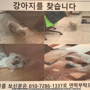전주 말티즈 암컷 강아지 찾습니다