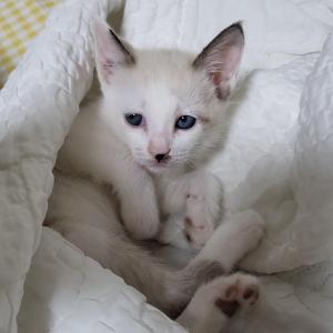 고양이 찾아요