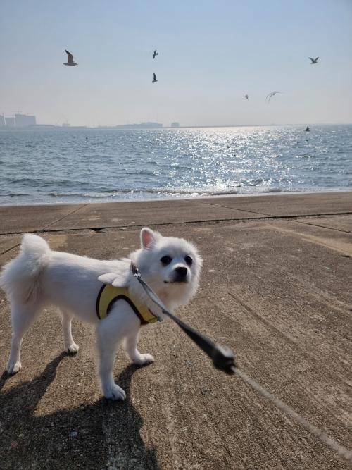 너무 이뿐 폼피츠(2살 여아) 함께 해주실분