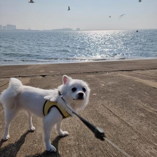 너무 이뿐 폼피츠(2살 여아) 함께 해주실분