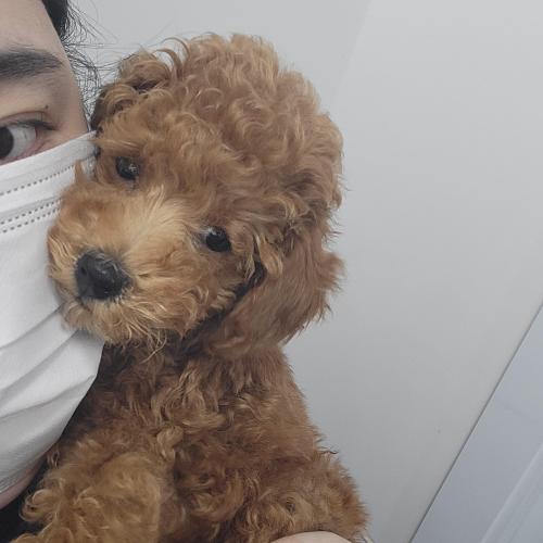 푸들아가 분양보내요. 사랑으로 평생 책임감있게 키워주실분만.