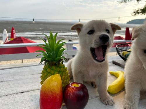 급구🙏🏽2-3개월 새끼강아지 좋은주인분 찾고있어요