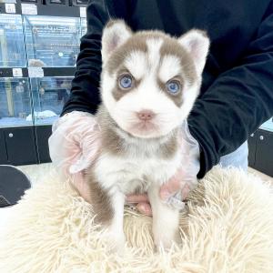 허스키분양 건강하고 잘생긴 2개월령 허스키 아가 분양보내요~