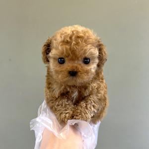 눈망울이 초롱한 크림말티푸 왕자님 분양중