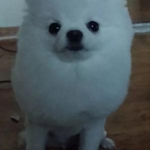 흰색포메라니언..폴라를 찾습니다.