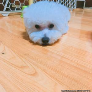 김해시 내동 강아지 찾아요