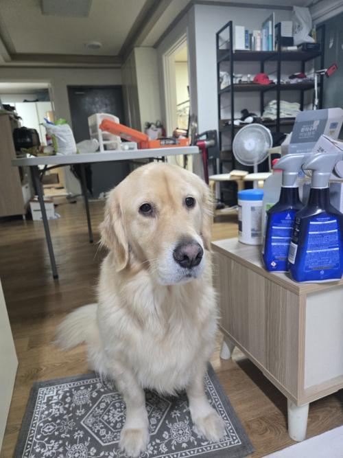 골든리트리버4살 여아 중성화수술ㅇ