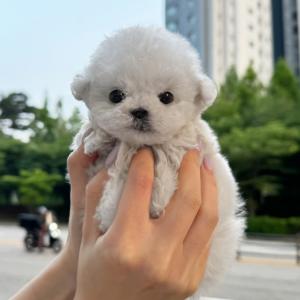 전견종 5부터 여름맞이 할인가