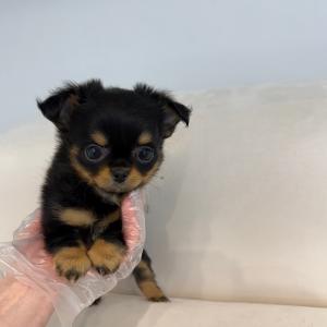 너무 귀여운 장모치와와 공주님 분양합니다