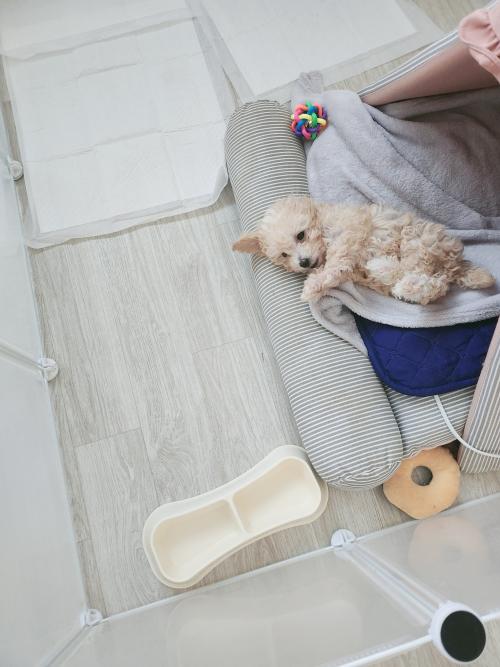 강아지분양 (말티푸)