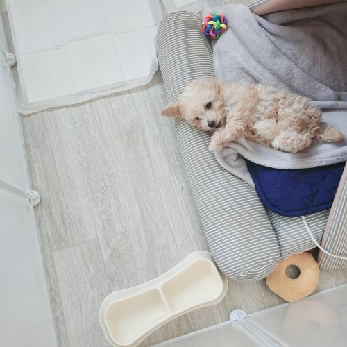 강아지분양 (말티푸)