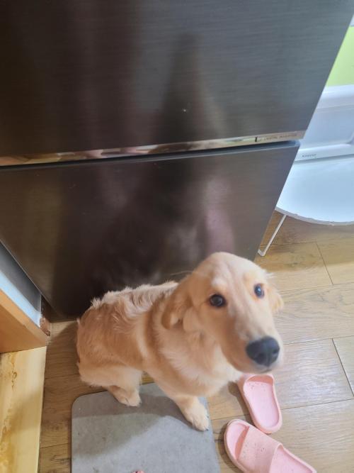 골든리트리버 골댕이 분양해요