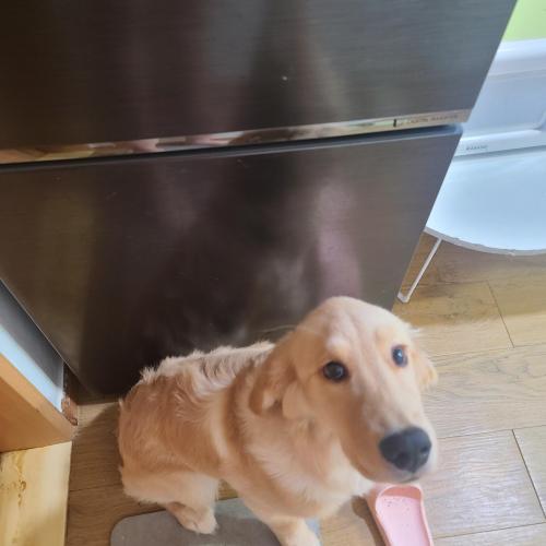 골든리트리버 골댕이 분양해요