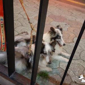 대연동 셔틀랜드쉽독 여자아이찾습니다